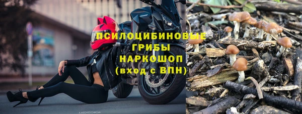 прущие грибы Аркадак