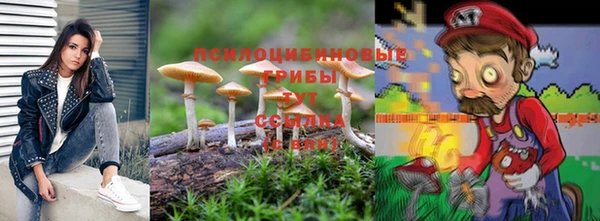 прущие грибы Аркадак
